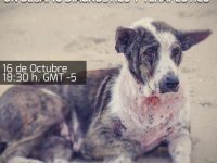 Pioderma Canino: Un desafío diagnóstico y terapéutico