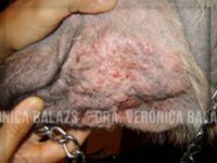 Pioderma en el Canino Part. I