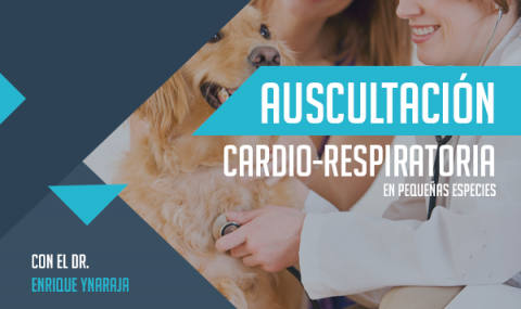 Auscultación Cardio-Respiratoria en Pequeñas especies