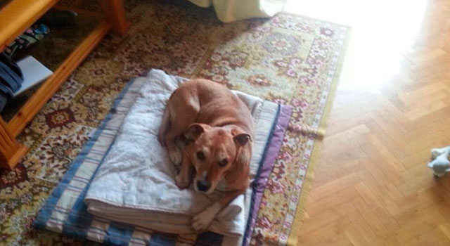 excalibur-perro-ebola-alcorcon-madrid