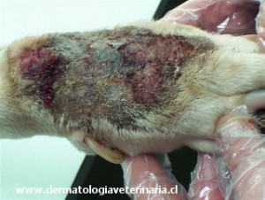 lesión ulcerada del metacarpo