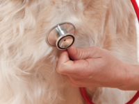 Reto Veterinario: Sonidos Cardíacos
