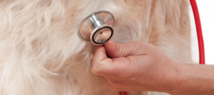 Reto Veterinario: Sonidos Cardíacos
