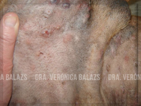 Pústulas grandes, nódulos y bullas hemorrágicas en el abdomen ventral de un perro con foliculitis y furunculosis