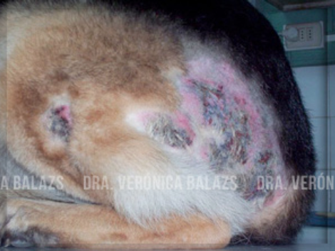 Pioderma del pastor alemán. Observar la distribución de lesiones en muslo y grupa, compatible con la dermatitis alérgica a pulgas.