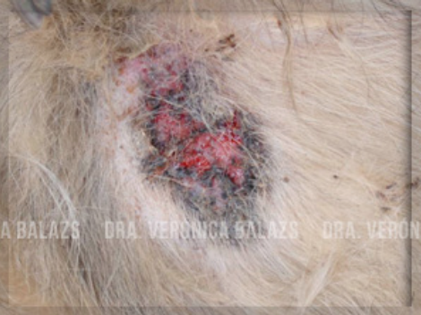 Placas confluentes infectadas en un perro con pioderma del pastor alemán.