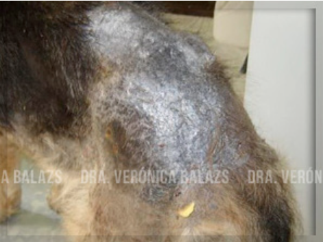 Caso crónico de pioderma del pastor alemán con alopecia en la grupa, hiperpigmentación y tejido cicatrizal.
