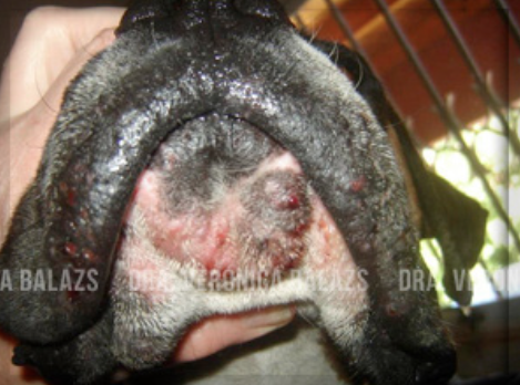 Foliculitis/furunculosis del hocico y mentón en un perro boxer