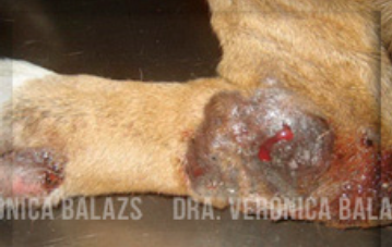 Pioderma del callo