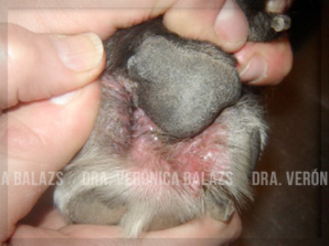 Inflamación crónica y pioderma profundo con furunculosis en un caso de pododemodicosis