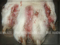 Pioderma en el Canino Part. III: Piodermas Profundas