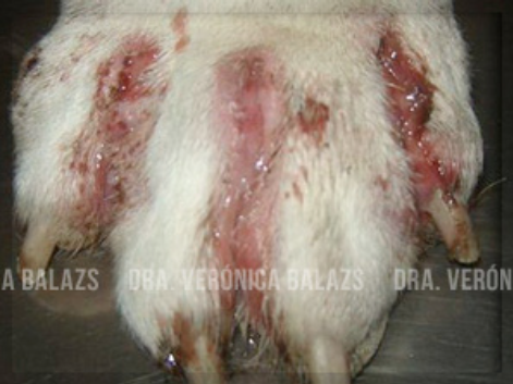Tractos drenantes interdigitales en una pododermatitis linfoplasmocitaria en un boxer. El perro respondió a una terapia inmunoreguladora con prednisona y ciclosporina.