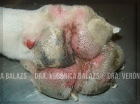 Vista plantar del perro anterior mostrando la intensa inflamación, exudación y lesiones ulcerativas.