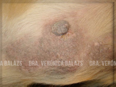 Foliculitis superficial crónica en la región ventral de un pastor alemán. Se aprecia liquenificación e hiperpigmentación, que pueden dificultar el diagnóstico.