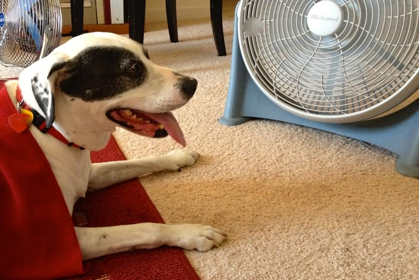El uso de aire corriente, como por ejemplo un ventilador, es más efectivo que el uso de aire muy frío.