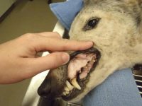 Reto Veterinario: Toxicología