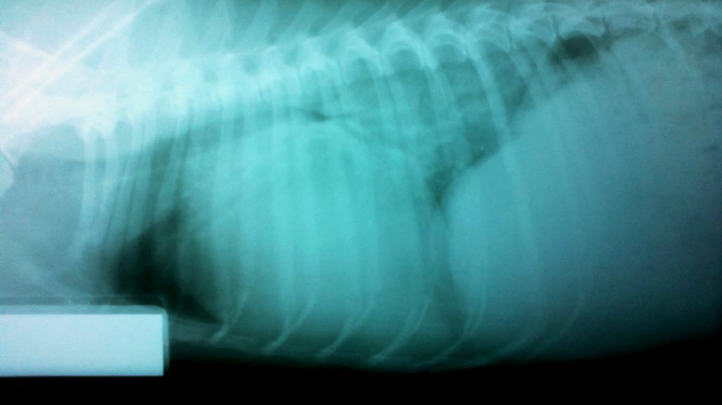 reto veterinario ICC 2015-RX