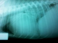 Reto Veterinario: Elección terapéutica