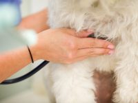 Test de autoaprendizaje: Electrocardiografía en perros y gatos