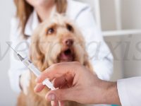 Uso y Abuso de los Glucocorticoides en Medicina Veterinaria