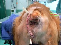 Reto Veterinario: Hernias