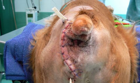 Reto Veterinario: Hernias