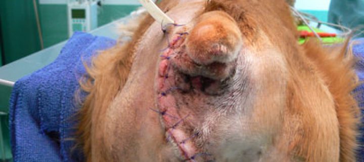 Reto Veterinario: Hernias