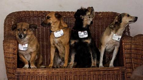 (Leon, Canela, Vladimir y Aparicio, posan en nuevo hogar en el museo de la Habana. /AP) 