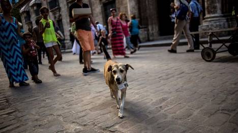 (Aparicio sale de paseo frente a su hogar en el Museo de Orfebrería de La Habana./ AP)