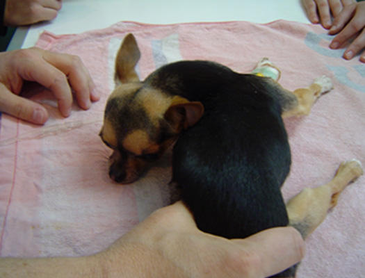 Rigidez de miembros torácico y pélvico derechos.