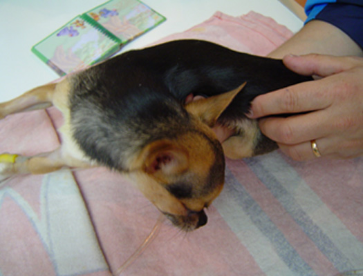 Pleurototono izquierdo