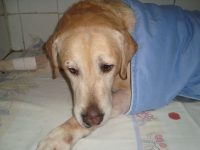 Reto Veterinario: Anestesiología