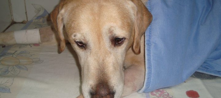 Reto Veterinario: Anestesiología