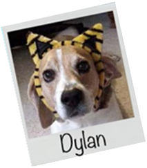 hipostenuria diabetes canina