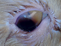 Reto Veterinario: Urgencias en Oftalmología