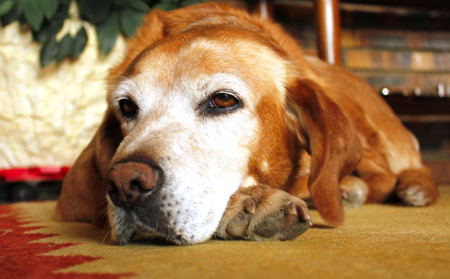 shutterstock_134523293