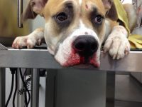 Reto Veterinario: Urgencias Traumatológicas