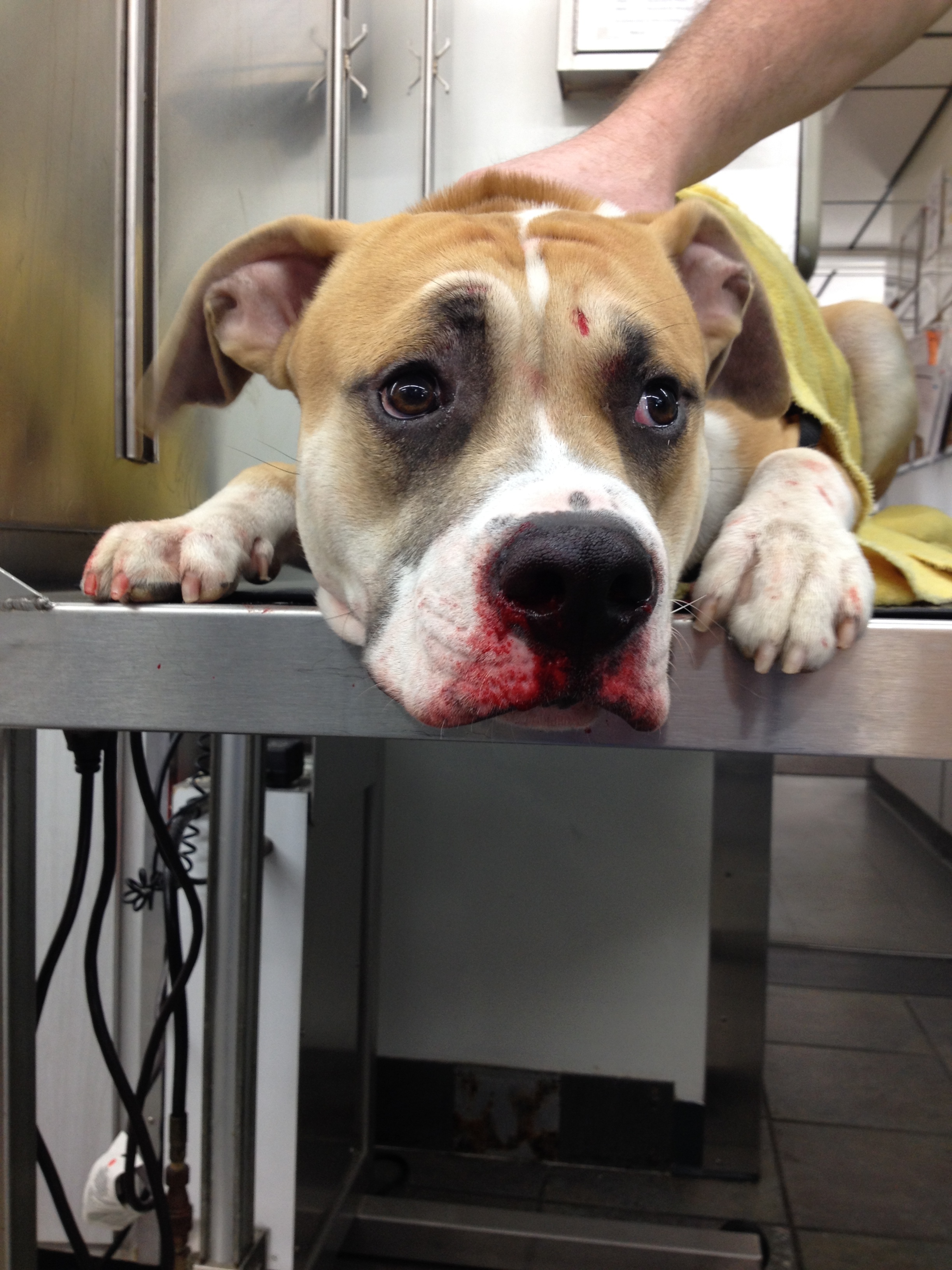 Epistaxis pitbull2
