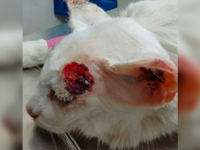Reto Veterinario: Citología