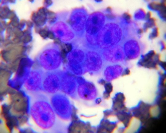 Fig. 4