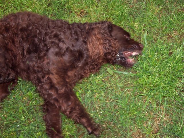 dog having a seizure