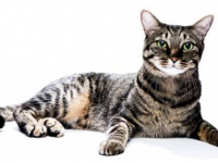 Obstrucción urinaria inferior en los felinos