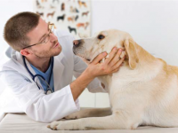 Un labrador en el hospital de emergencias