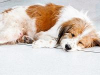 Clasificación de la epilepsia en perros y gatos ¡Actualización 2015!