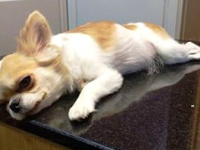 Reto Veterinario: Reanimación cardio-pulmonar