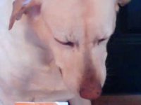 Reto Veterinario: Toxicología
