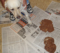 labrador vomitando chocolate