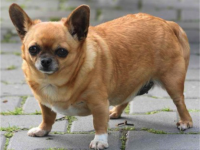 Reto Veterinario: Procedimientos de Urgencias