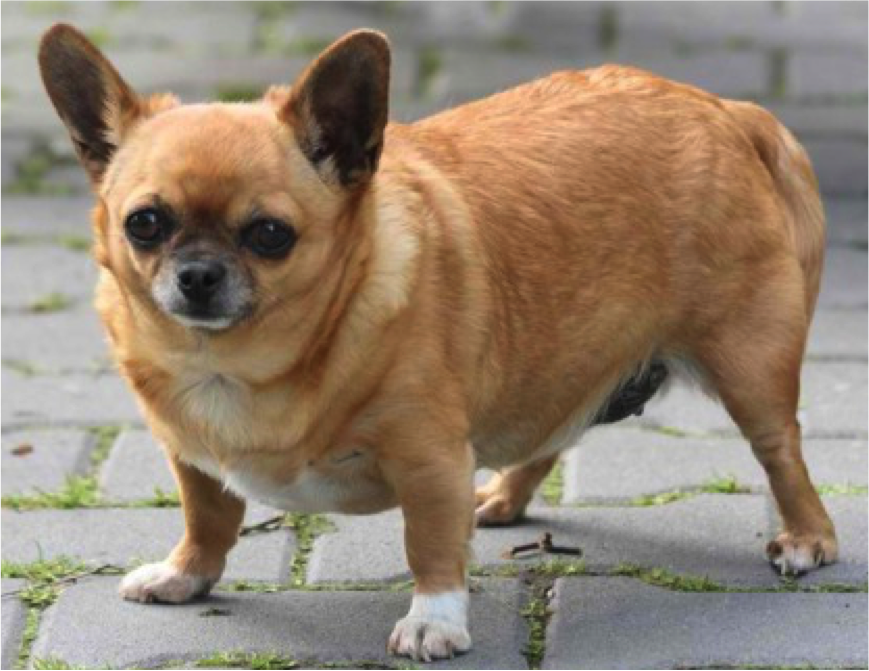 chihuahua obesa