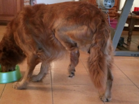 Reto Veterinario: Manejo del dolor